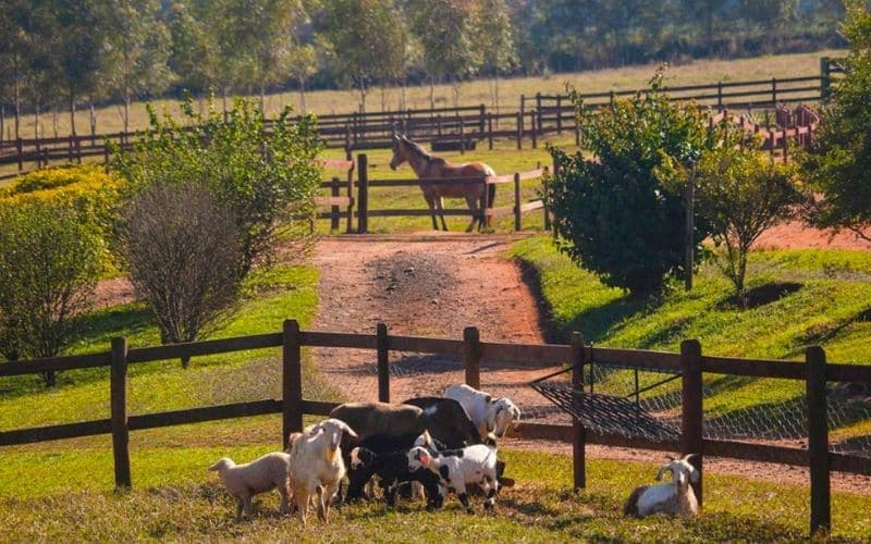 Fazenda